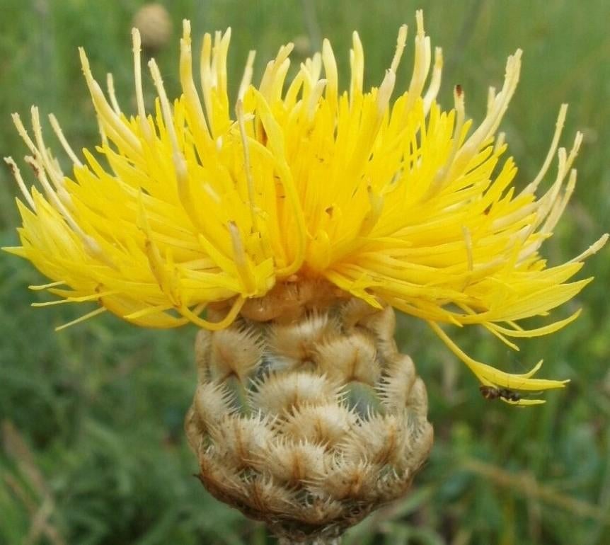 Gele Korenbloem, Tuin en Terras, Bloembollen en Zaden, Zaad, Voorjaar, Volle zon, Ophalen of Verzenden