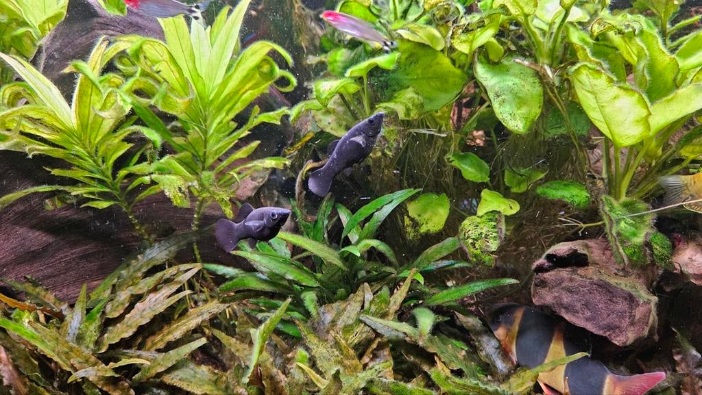 Black Molly, Dieren en Toebehoren, Vissen | Aquariumvissen, Vis