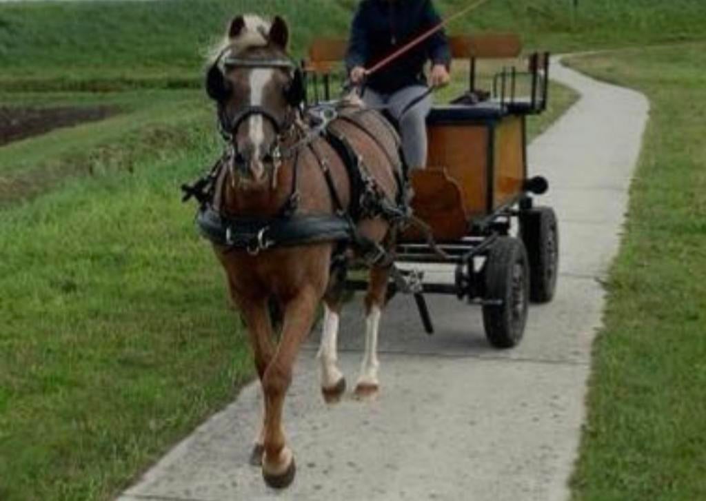 Kunsttof ideal enkelspan tuig te koop, Ophalen of Verzenden, Gebruikt, Overige soorten