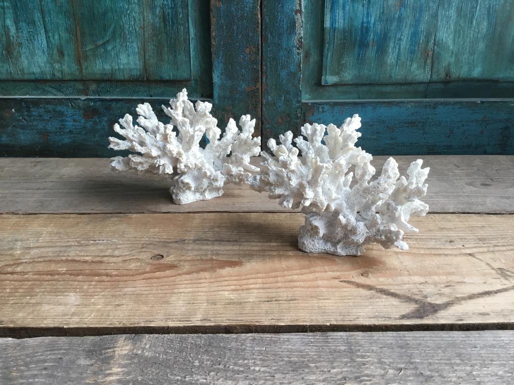 Kunst koraal wit, Ophalen of Verzenden, Nieuw