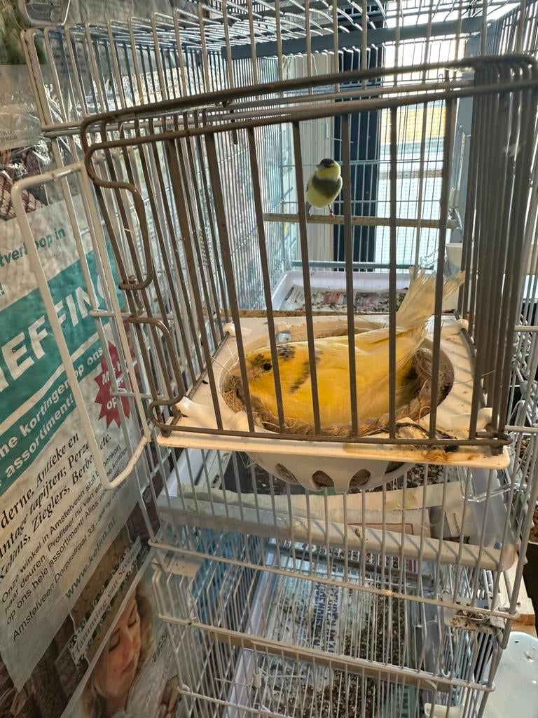 Harzer Roller Kanaries, Meerdere dieren, Kleurkanarie