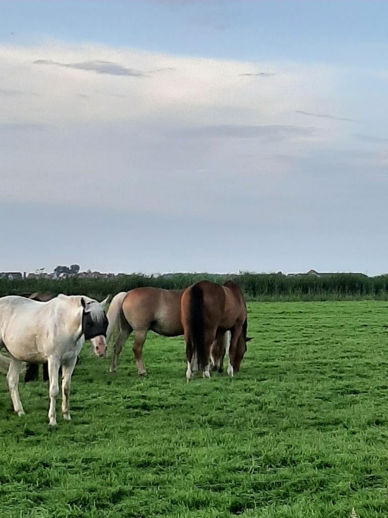 GEZOCHT Huur lokatie incl paarden/pony's omg flevoland