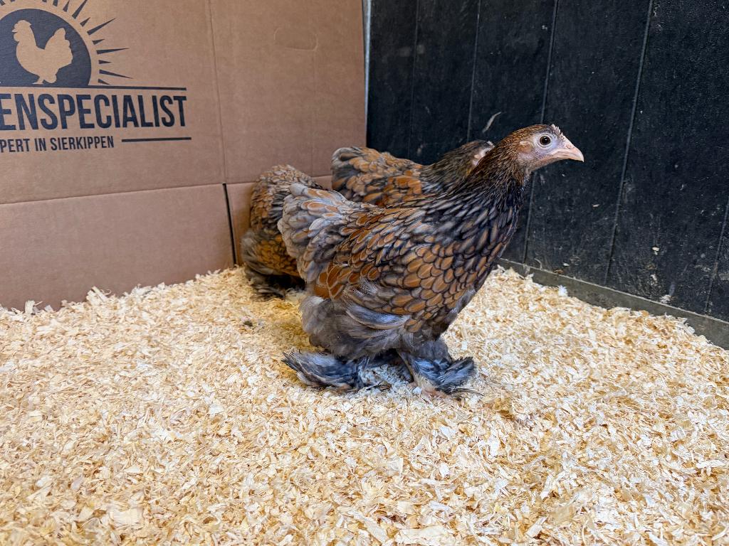 Jonge Cochin kriel goud blauw gezoomd gesekst en ingeënt, Dieren en Toebehoren, Pluimvee, Vrouwelijk, Kip