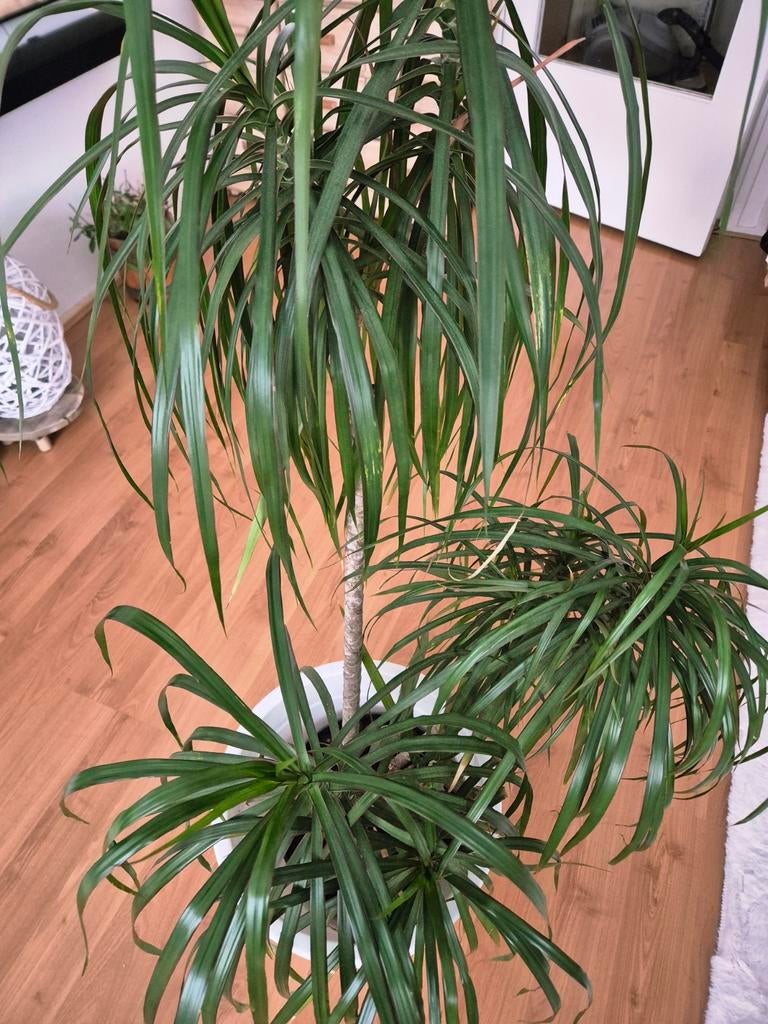 Dracaena palm, Ophalen, Halfschaduw, 100 tot 150 cm