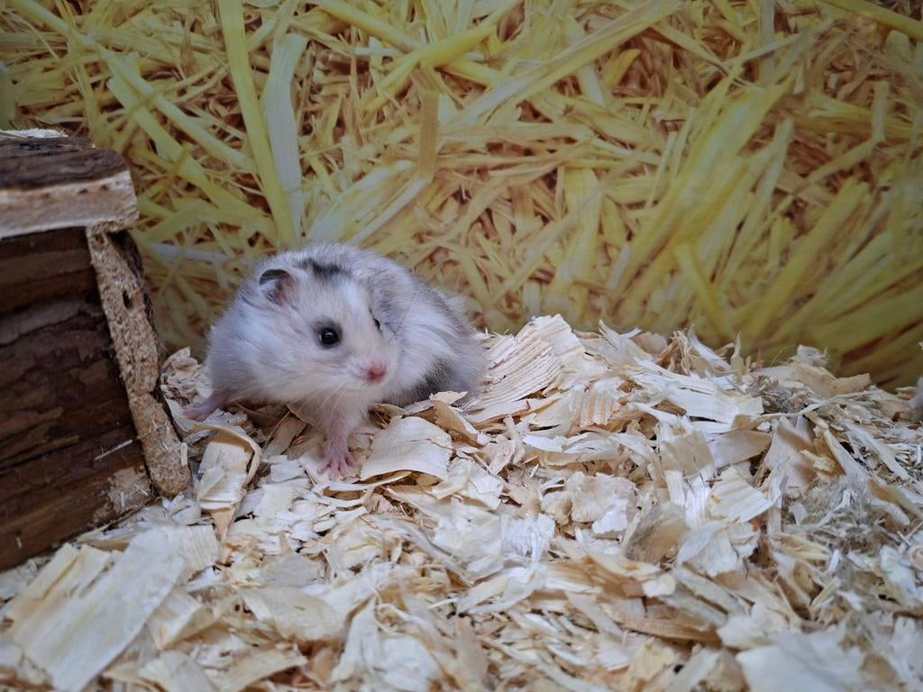Hele leuke Syrische hamster mannen, Januari, Mannelijk, Hamster