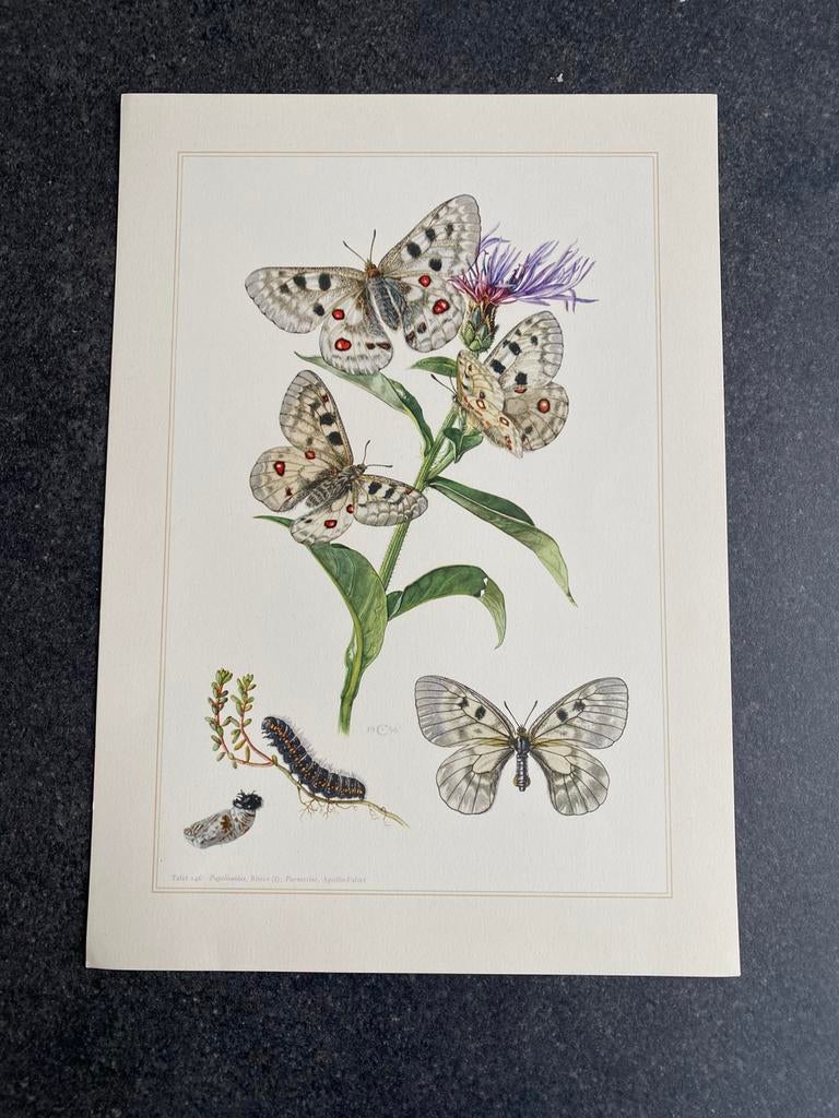 10 prenten insekten soorten vlinders 19x27cm samen 20 euro, Antiek en Kunst, Ophalen of Verzenden, Natuur en Biologie