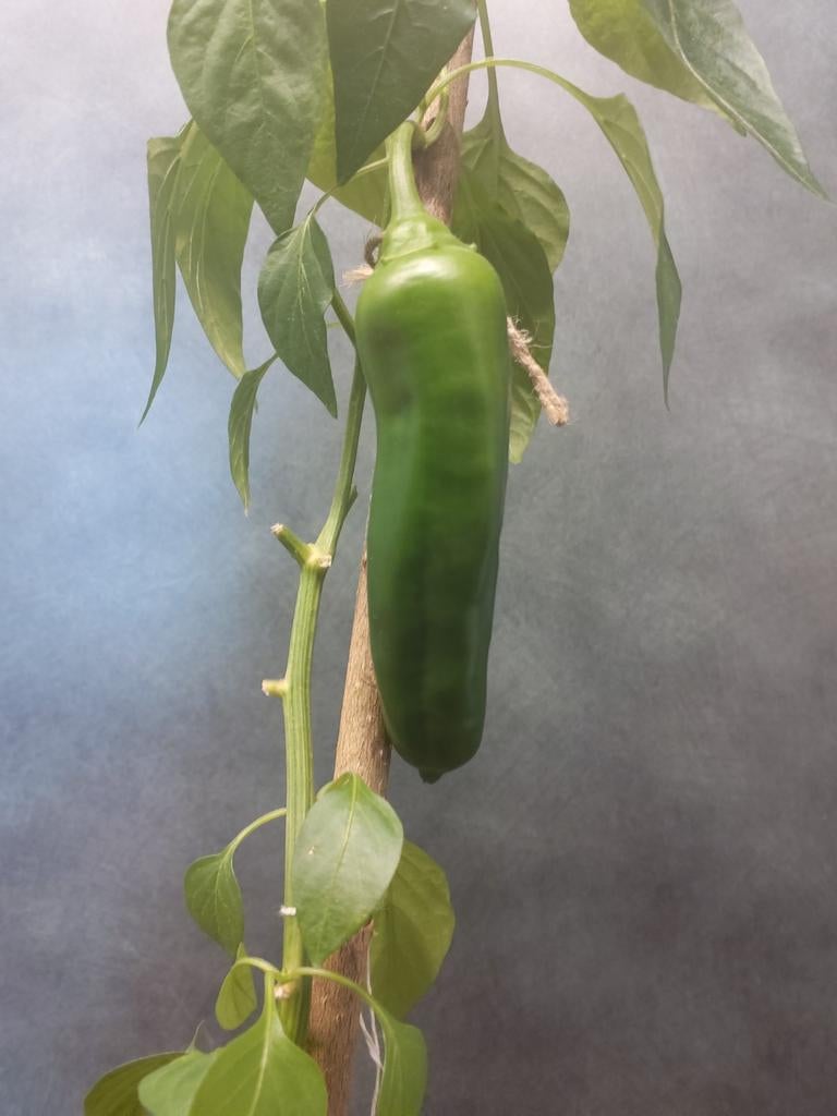Paprikaplant met vrucht - Vers uit eigen kweek, Tuin en Terras, Planten | Tuinplanten, Ophalen, Volle zon, Groenteplanten, Eenjarig