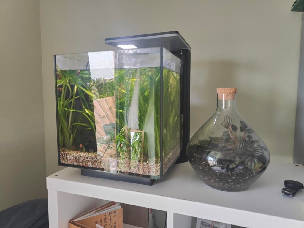 Aquarium + terrarium, Ophalen, Gevuld zoetwateraquarium