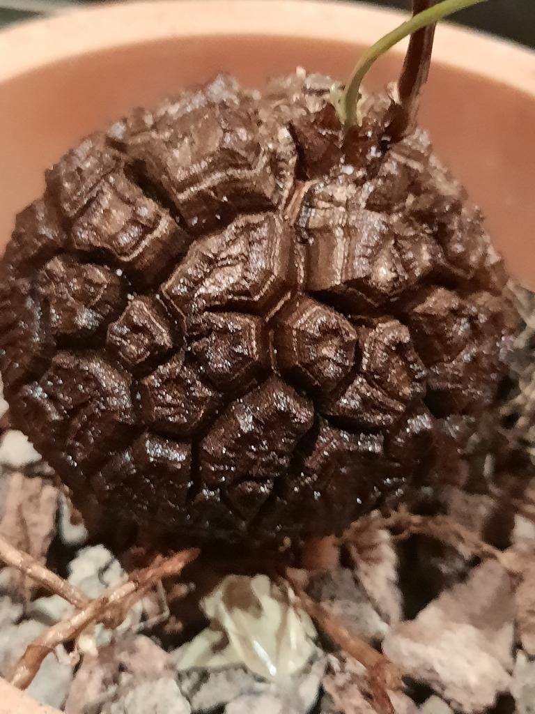 Dioscorea elephantipes with leaves, nice caudex and roots, Verzenden, Halfschaduw, Minder dan 100 cm