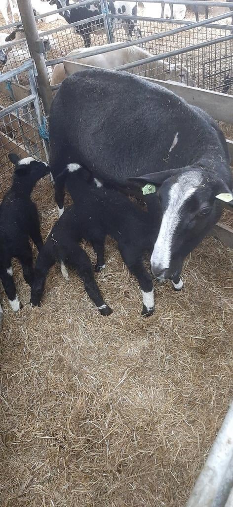 Best zwartbles schaap met drie beste lammeren, Meerdere dieren, Schaap