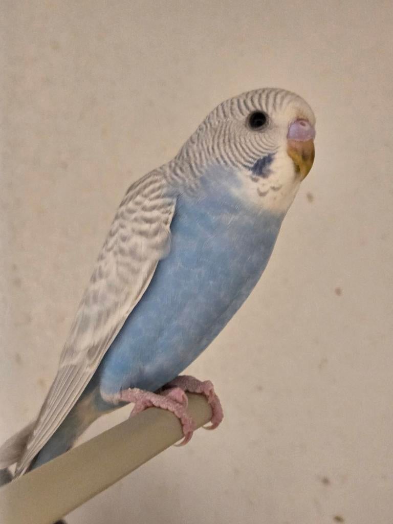 4 st. Jonge grasparkieten, Dieren en Toebehoren, Meerdere dieren, Parkiet