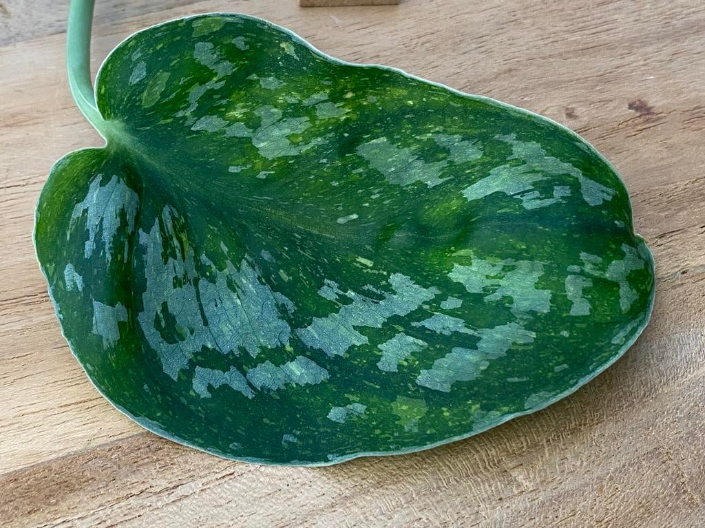 Scindapsus Baticon Variegata Stek #7, Huis en Inrichting, Kamerplanten, Ophalen of Verzenden, Halfschaduw, Minder dan 100 cm