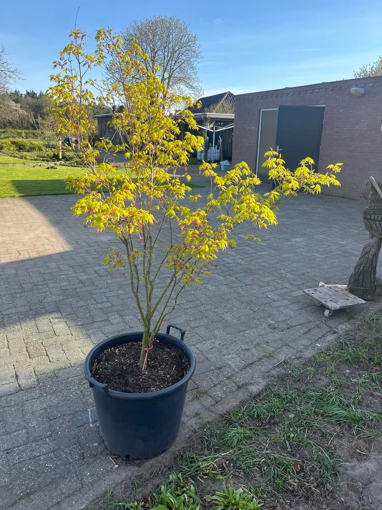 Japanse esdoorn (Acer palmatum) in pot, Halfschaduw, Overige soorten, Lente, 100 tot 250 cm