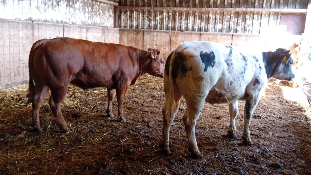 Luxe blauwe pink en Rood dikbilpink, Dieren en Toebehoren, Runderen, Vrouwelijk