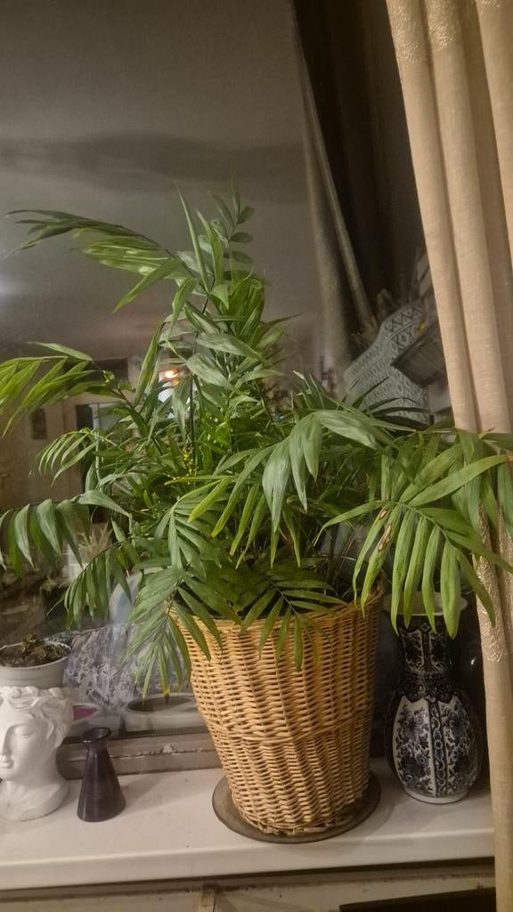 Mooie en gezonde palm (zonder pot), Ophalen