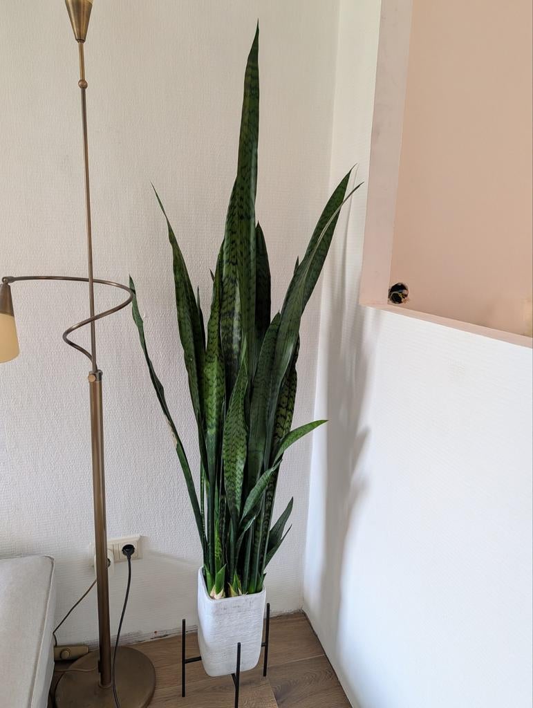 Kamerplanten inclusief pot, Huis en Inrichting, Ophalen, Halfschaduw, Minder dan 100 cm