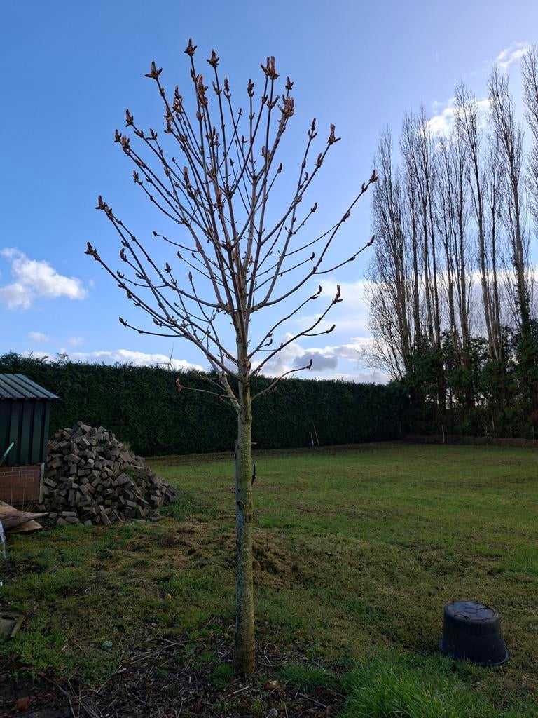 Kastanje boom, Ophalen of Verzenden, Volle zon, Overige soorten
