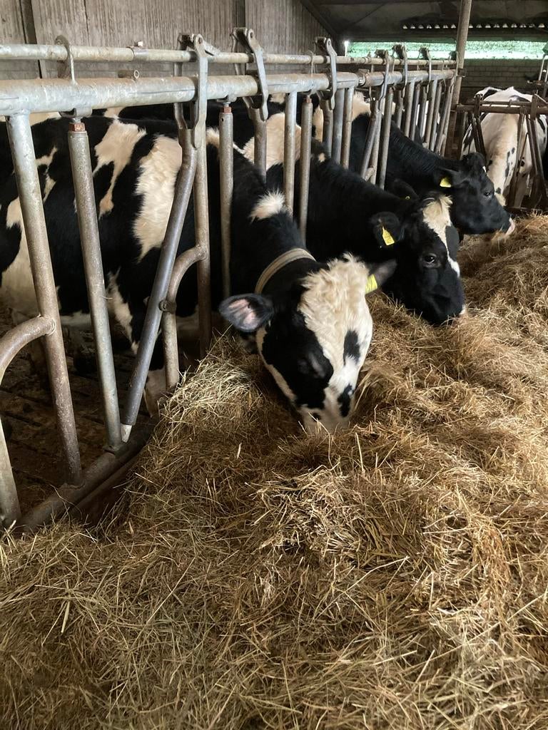 Pinkenstier weiden stier, Dieren en Toebehoren, Mannelijk