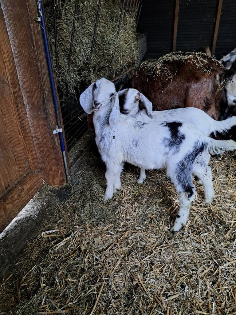Mooie nubische bokken, Dieren en Toebehoren, Mannelijk, Geit