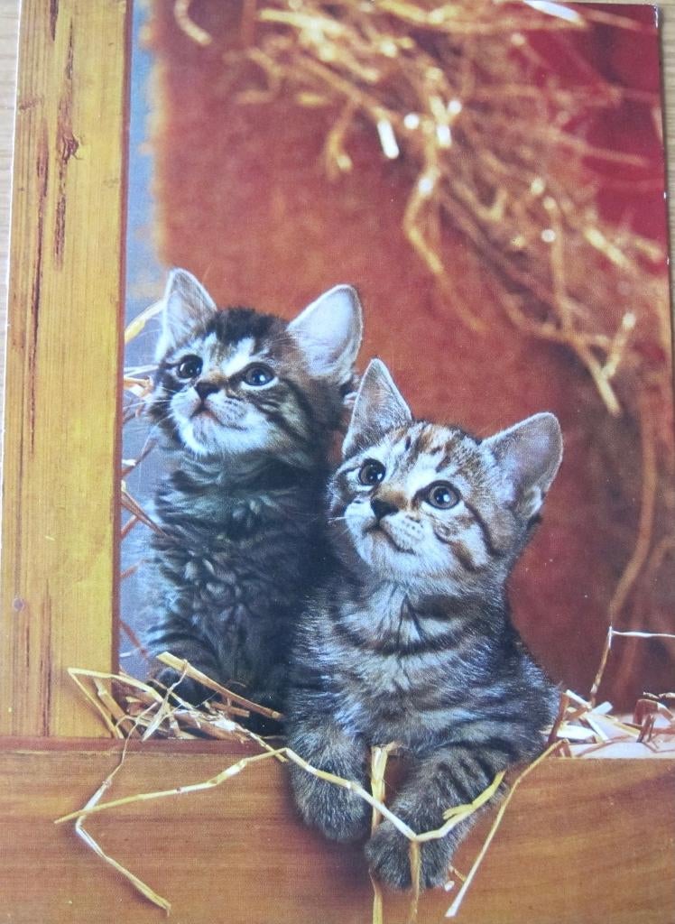twee poezen hangen uit een raam, Verzenden, 1980 tot heden, Gelopen, Hond of Kat