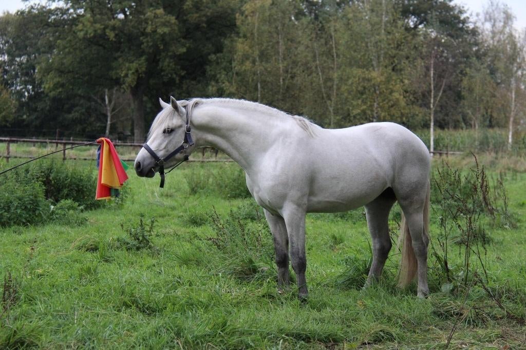 Stalhulp gezocht!, Toebehoren