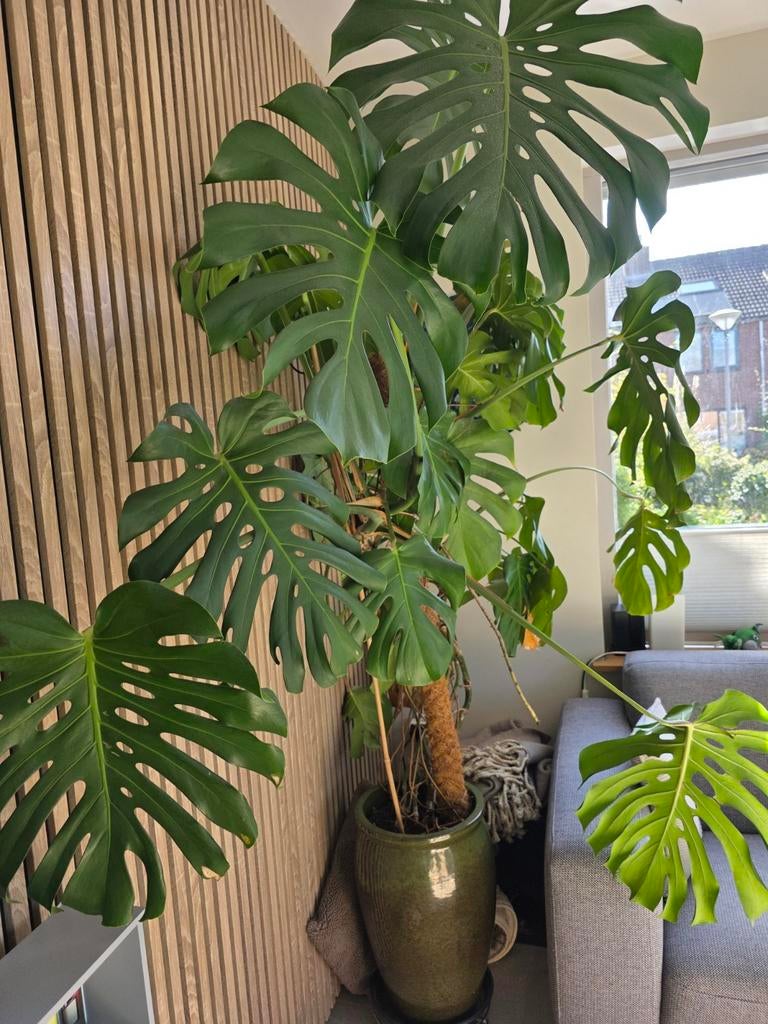 Grote Monstera Deliciosa, Huis en Inrichting, Kamerplanten, Ophalen, 200 cm of meer, Halfschaduw, In pot