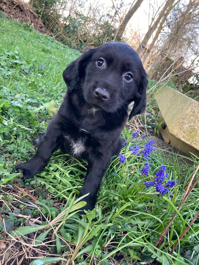 Bijzondere pups: schapendoes x goldenretriever x stabij, 8 tot 15 weken, Parvo, Meerdere, Meerdere dieren