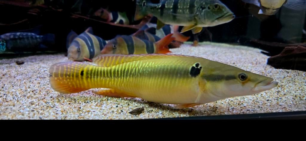 Crenicichla Zebrina XL, Dieren en Toebehoren, Vis