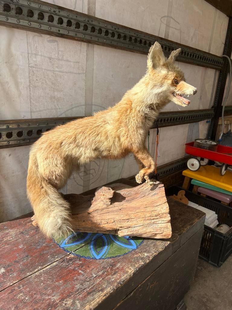 Opgezette vos, Verzamelen, Dierenverzamelingen, Ophalen of Verzenden, Gebruikt, Wild dier, Opgezet dier