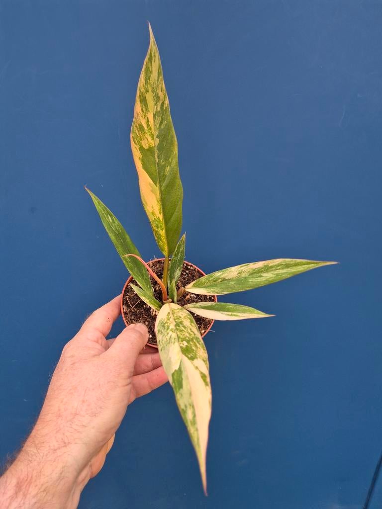 Philodendron Caramel Marble p10 (2), Ophalen of Verzenden, Halfschaduw, Minder dan 100 cm