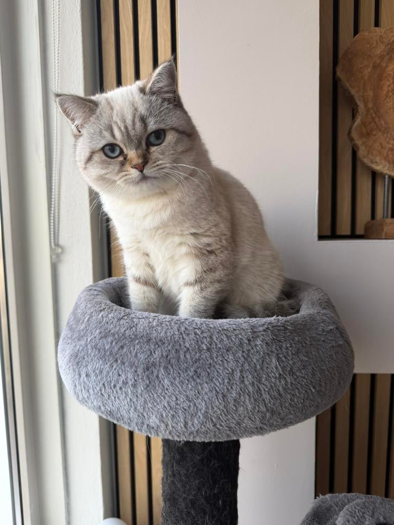 britse korthaar poes naam Bella, Dieren en Toebehoren, Katten en Kittens | Raskatten | Korthaar, Poes, Gechipt