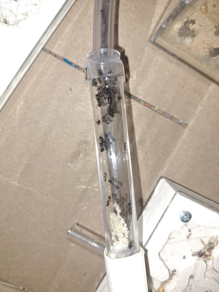 oogstier (Messor barbarus), Dieren en Toebehoren, Insecten en Spinnen