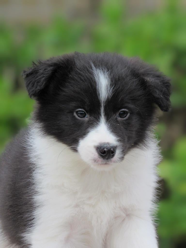 Prachtige border-stabij x australian shepherd pups te koop, Parvo, Overige rassen, 8 tot 15 weken, Meerdere