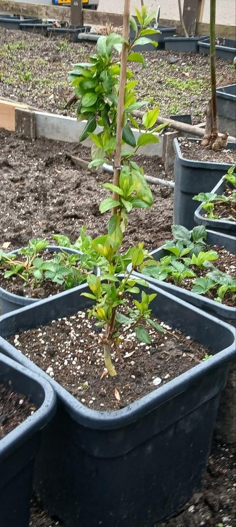 Kamperfoelie plant (Lonicera) - Geurende klimplant, Tuin en Terras, Vaste plant, Ophalen of Verzenden, Halfschaduw, Klimplanten