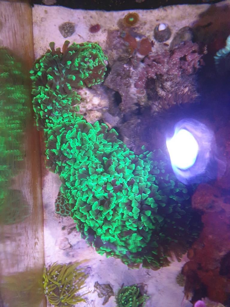 Euphyllia groene hamer 16 koppen voor €200, Dieren en Toebehoren, Overige typen, Zoutwatervis