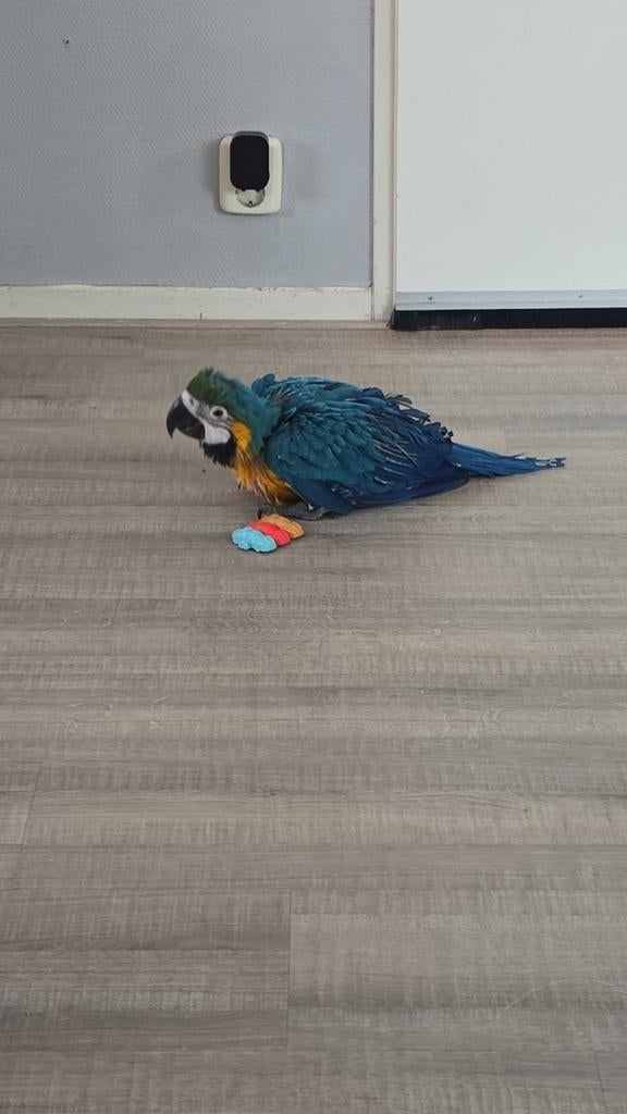 Blauw Geel Ara super tam, Dieren en Toebehoren, Vogels | Parkieten en Papegaaien, Vrouwelijk, Papegaai, Geringd