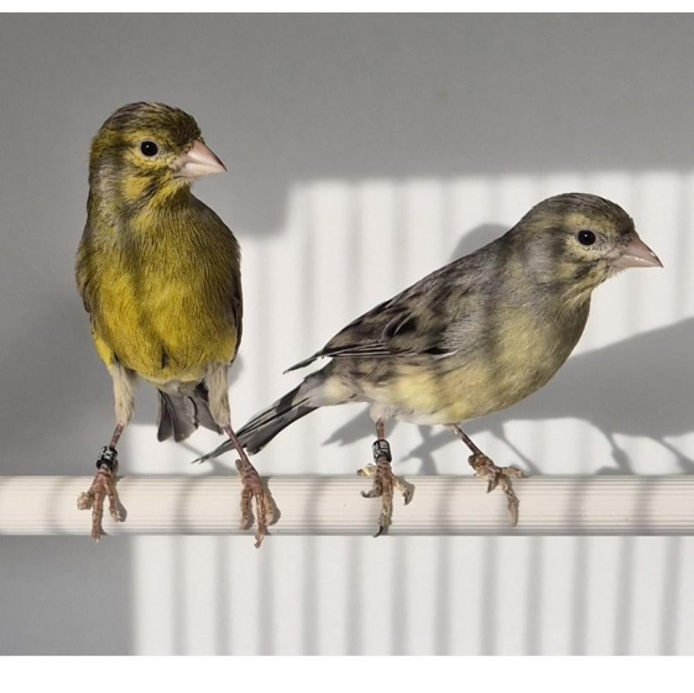 Gezocht : 2-2  Raza Espagnola, Dieren en Toebehoren, Vogels | Kanaries, Meerdere dieren, Postuurkanarie