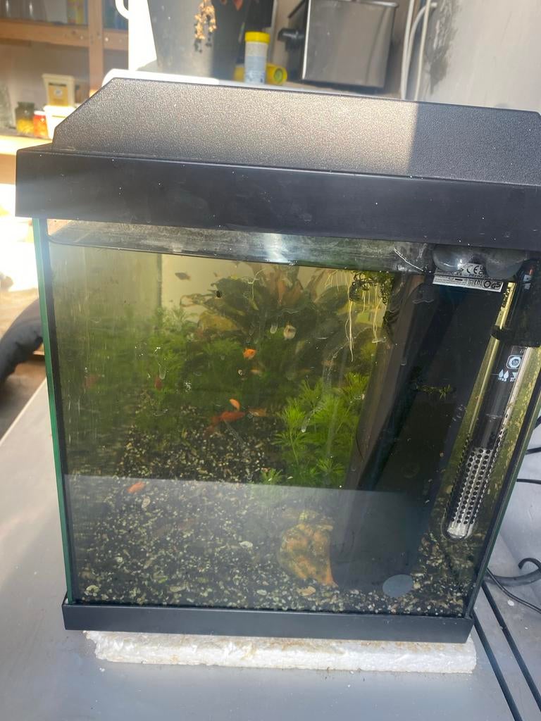 Vissen/tank, Ophalen of Verzenden, Zo goed als nieuw