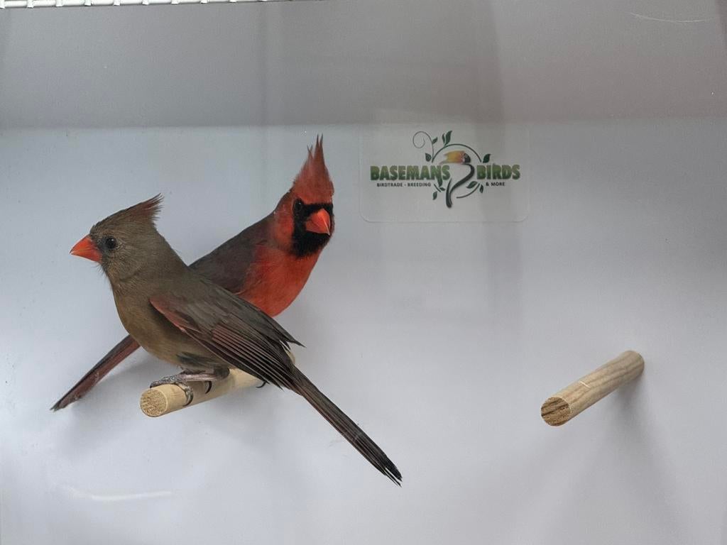 Rode kardinaal - Cardinalis cardinalis, Meerdere dieren, Geringd