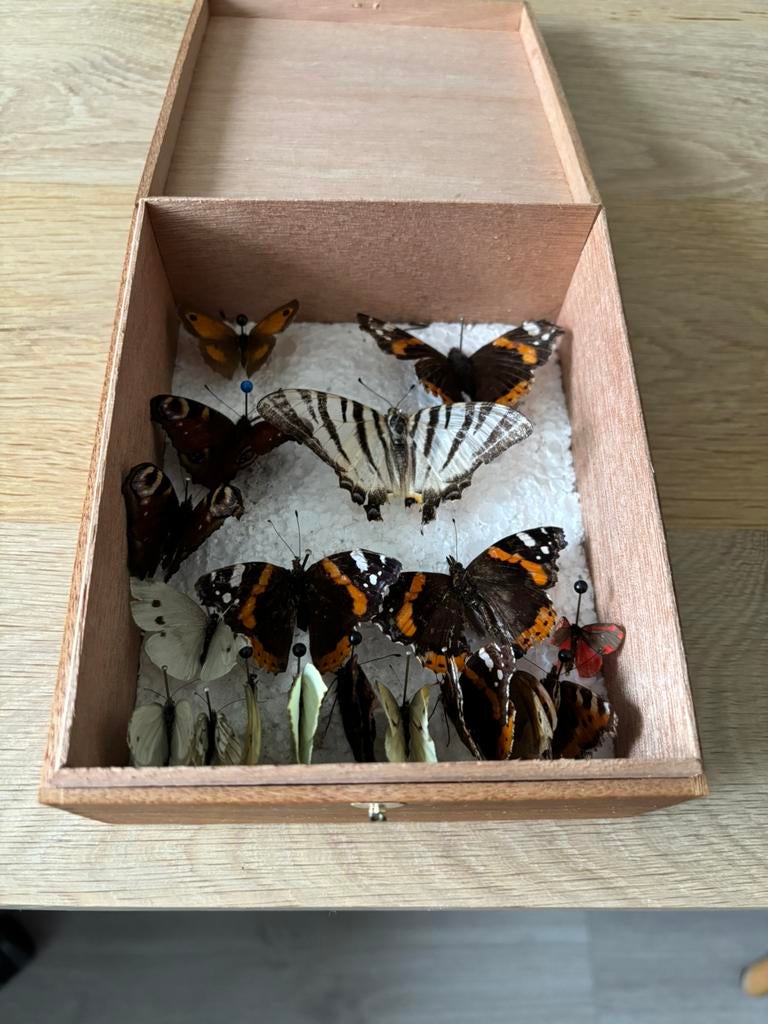 Gedroogde vlinders in een kistje, Huis en Inrichting, Ophalen of Verzenden, Zo goed als nieuw