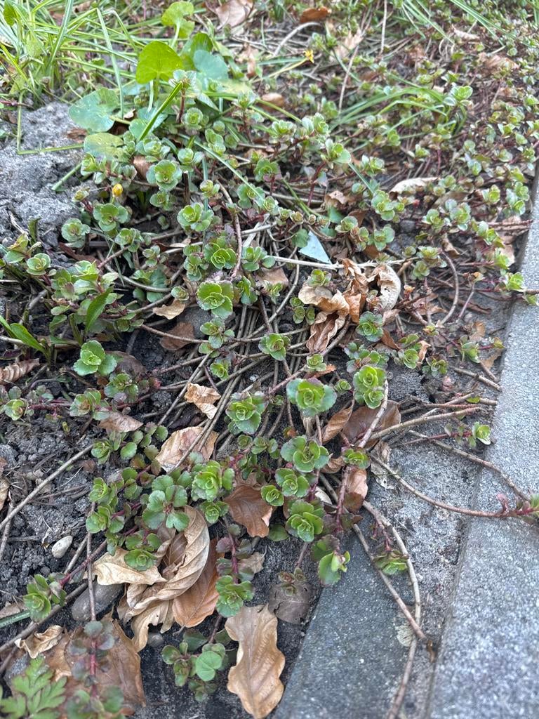 Bodembedekker: Sedum 'Angelina' - Winterhard en onderhoudsar, Ophalen, Bodembedekkers, Volle zon, Vaste plant