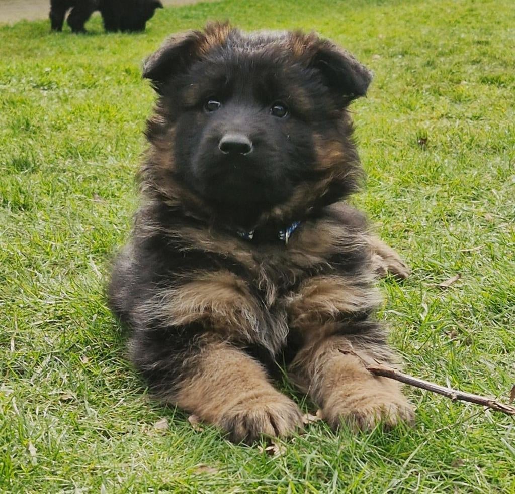 Super mooie en sociale oud duitse herder pups, langharig, Dieren en Toebehoren, Honden | Herdershonden en Veedrijvers, 8 tot 15 weken