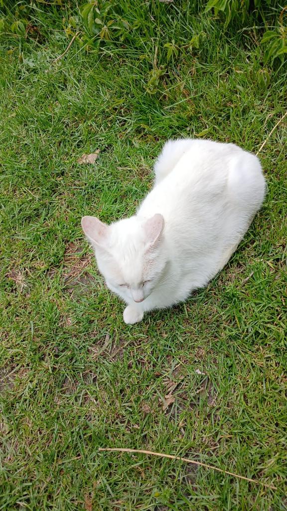 Prachtige kruising kittens verwacht over twee weken, Dieren en Toebehoren, Katten en Kittens | Overige Katten, Meerdere dieren