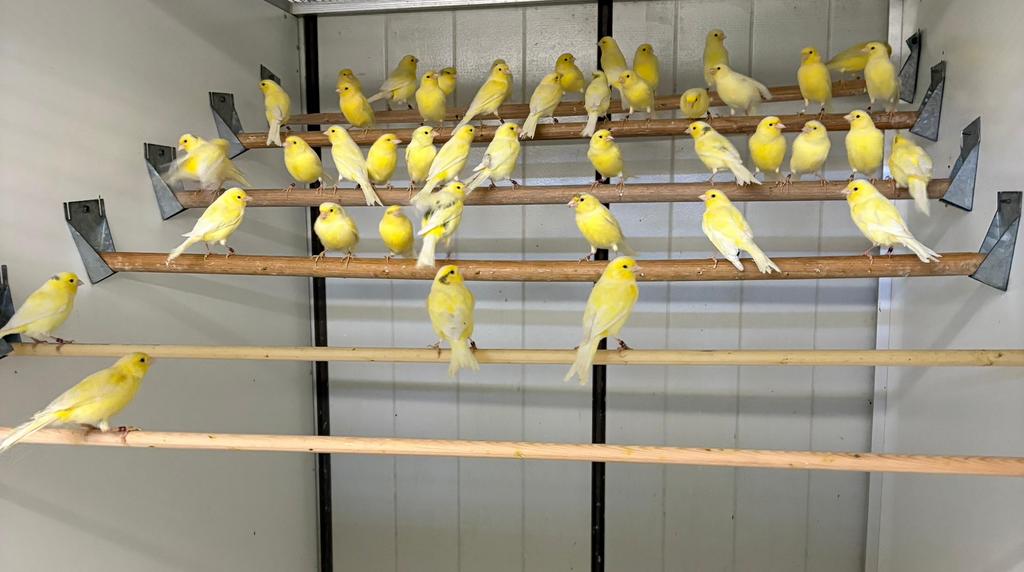 Te koop kanarie poppen, Dieren en Toebehoren, Vogels | Kanaries, Vrouwelijk, Kleurkanarie