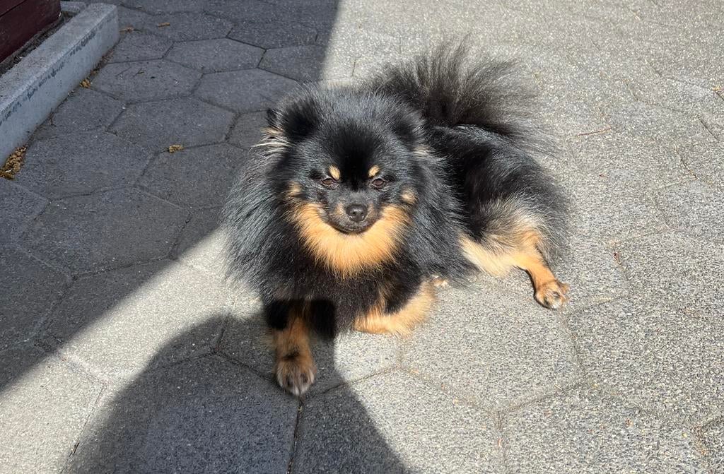 Dekrue, Dieren en Toebehoren, Particulier, Reu, 1 tot 2 jaar, Buitenland