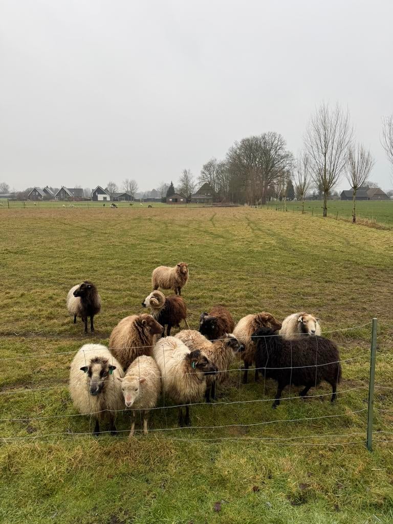 Bijzondere bonte ouessanten!, Meerdere dieren, Schaap