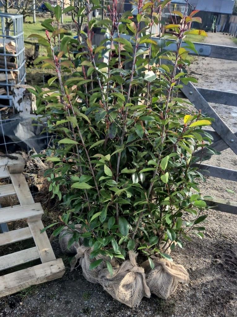 Photinia Red Robin, Tuin en Terras, Ophalen of Verzenden, Overige soorten