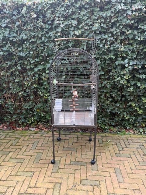 Kooi voor papegaai of valkparkiet. Vogelkooi, Dieren en Toebehoren, Vogels | Hokken en Kooien, Ophalen, Gebruikt, Metaal, Vogelkooi