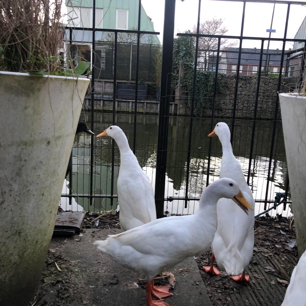 Vrouwelijke raszuivere witte Indische loopeenden - vrouwen, Vrouwelijk, Eend