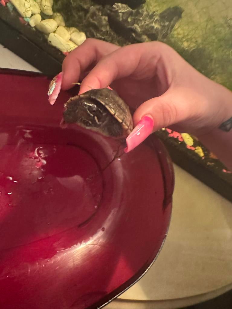 2 jonge muskus schildpadden , waterschildpad. met papieren Turtle - unknown for sale from m.v.s